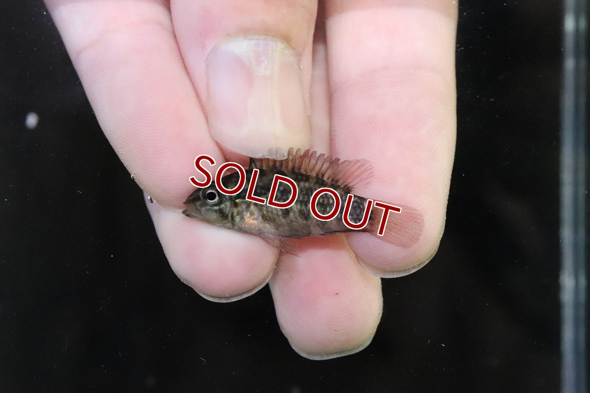 画像2: 【淡水魚】【通販】No2 アピストグラマ グランデリーギガス【１ペア 個体販売】(アピストグラマ)(生体)(熱帯魚)NKAP (2)