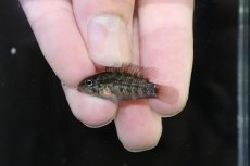 画像2: 【淡水魚】【通販】No2 アピストグラマ グランデリーギガス【１ペア 個体販売】(アピストグラマ)(生体)(熱帯魚)NKAP (2)