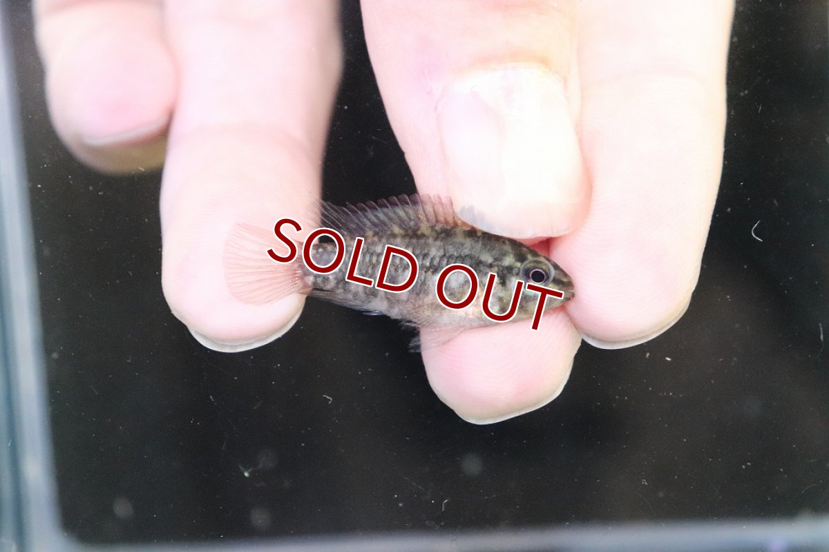 画像3: 【淡水魚】【通販】No2 アピストグラマ グランデリーギガス【１ペア 個体販売】(アピストグラマ)(生体)(熱帯魚)NKAP (3)