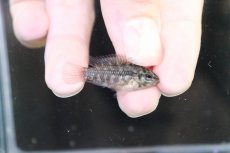 画像3: 【淡水魚】【通販】No2 アピストグラマ グランデリーギガス【１ペア 個体販売】(アピストグラマ)(生体)(熱帯魚)NKAP (3)