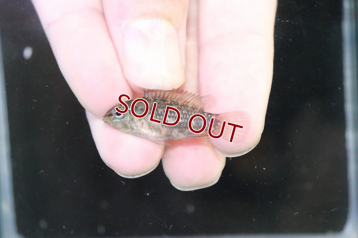 画像4: 【淡水魚】【通販】No2 アピストグラマ グランデリーギガス【１ペア 個体販売】(アピストグラマ)(生体)(熱帯魚)NKAP (4)