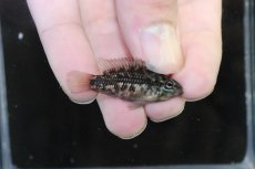 画像1: 【淡水魚】【通販】No3 アピストグラマ グランデリーギガス【１ペア 個体販売】(アピストグラマ)(生体)(熱帯魚)NKAP (1)
