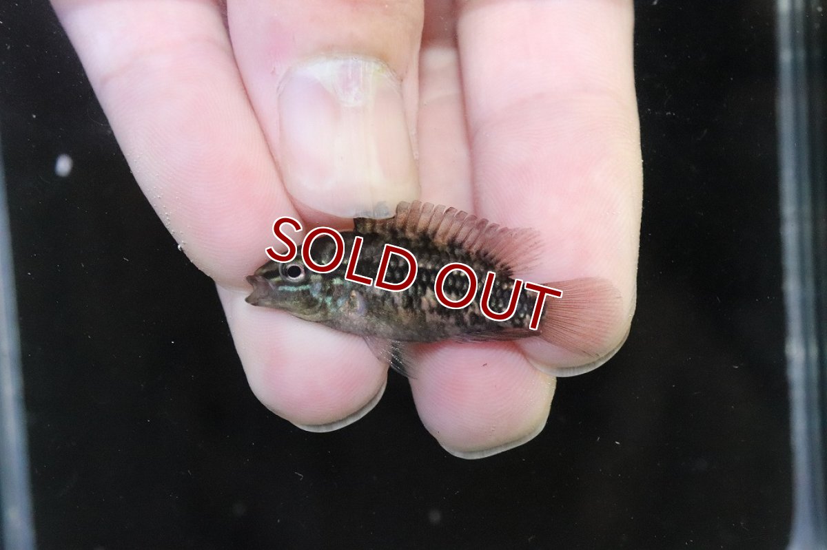 画像2: 【淡水魚】【通販】No3 アピストグラマ グランデリーギガス【１ペア 個体販売】(アピストグラマ)(生体)(熱帯魚)NKAP (2)