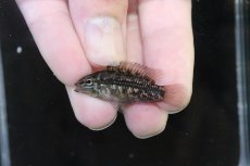画像2: 【淡水魚】【通販】No3 アピストグラマ グランデリーギガス【１ペア 個体販売】(アピストグラマ)(生体)(熱帯魚)NKAP (2)