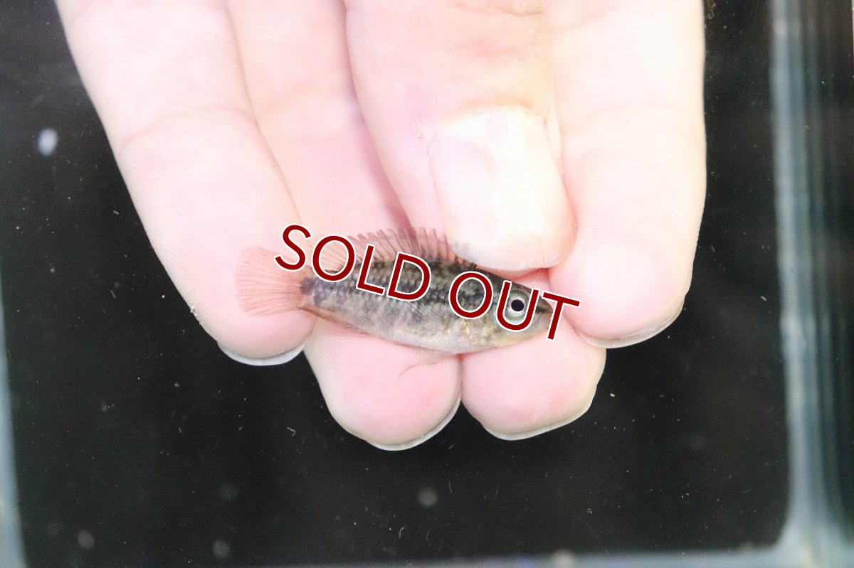 画像3: 【淡水魚】【通販】No3 アピストグラマ グランデリーギガス【１ペア 個体販売】(アピストグラマ)(生体)(熱帯魚)NKAP (3)