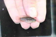 画像3: 【淡水魚】【通販】No3 アピストグラマ グランデリーギガス【１ペア 個体販売】(アピストグラマ)(生体)(熱帯魚)NKAP (3)