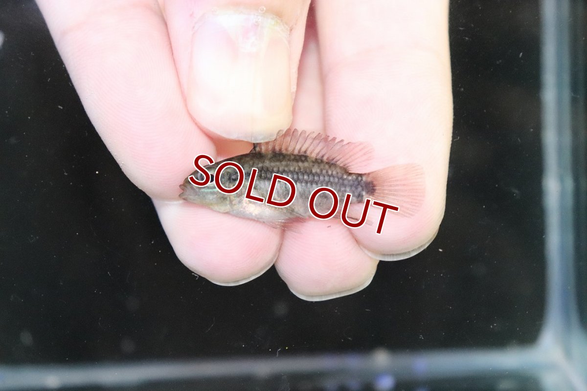 画像4: 【淡水魚】【通販】No3 アピストグラマ グランデリーギガス【１ペア 個体販売】(アピストグラマ)(生体)(熱帯魚)NKAP (4)