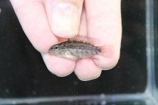 画像4: 【淡水魚】【通販】No3 アピストグラマ グランデリーギガス【１ペア 個体販売】(アピストグラマ)(生体)(熱帯魚)NKAP (4)