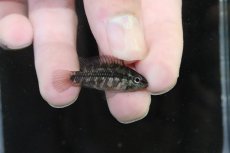 画像1: 【淡水魚】【通販】No4 アピストグラマ グランデリーギガス【１ペア 個体販売】(アピストグラマ)(生体)(熱帯魚)NKAP (1)