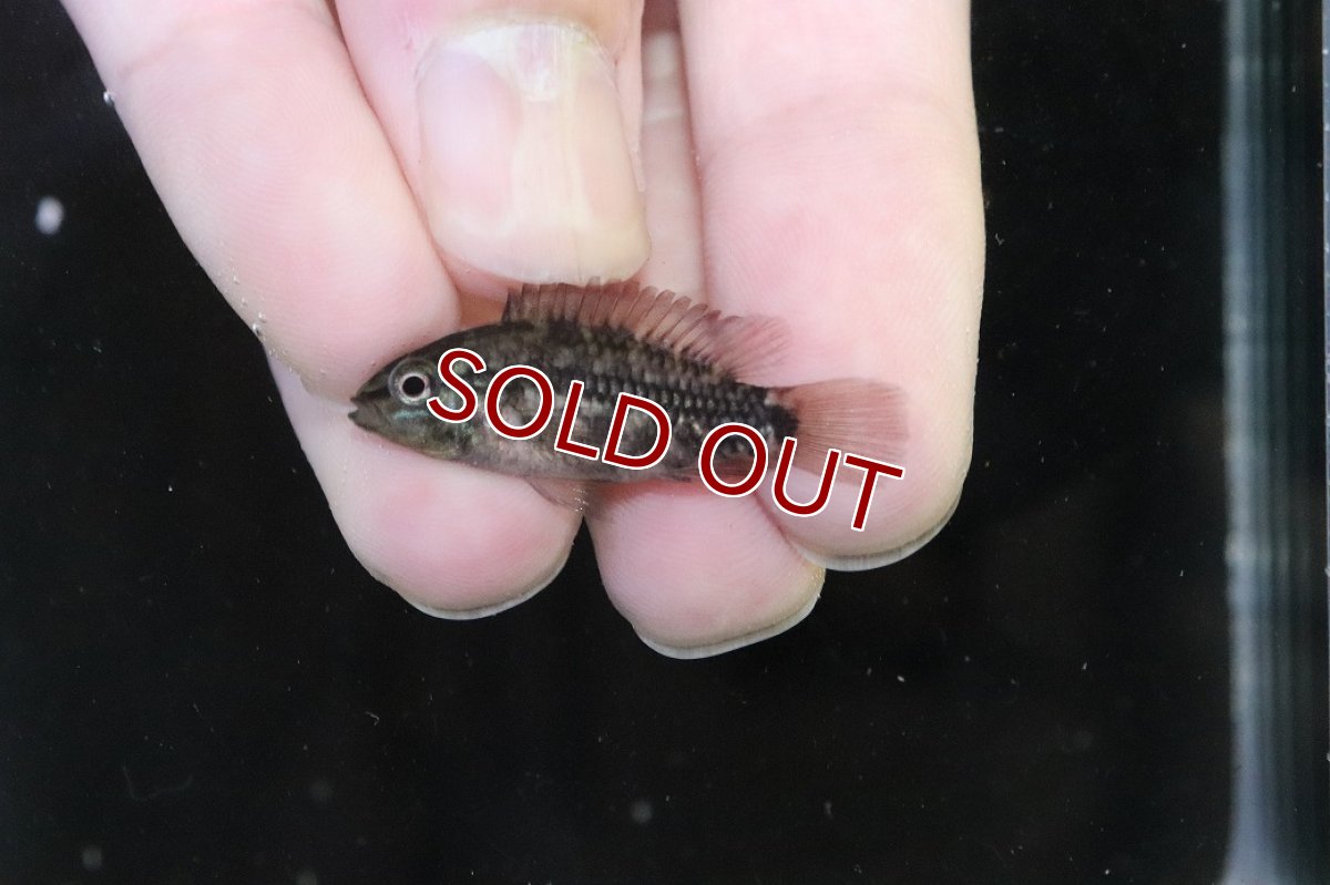 画像2: 【淡水魚】【通販】No4 アピストグラマ グランデリーギガス【１ペア 個体販売】(アピストグラマ)(生体)(熱帯魚)NKAP (2)