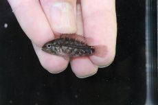 画像2: 【淡水魚】【通販】No4 アピストグラマ グランデリーギガス【１ペア 個体販売】(アピストグラマ)(生体)(熱帯魚)NKAP (2)