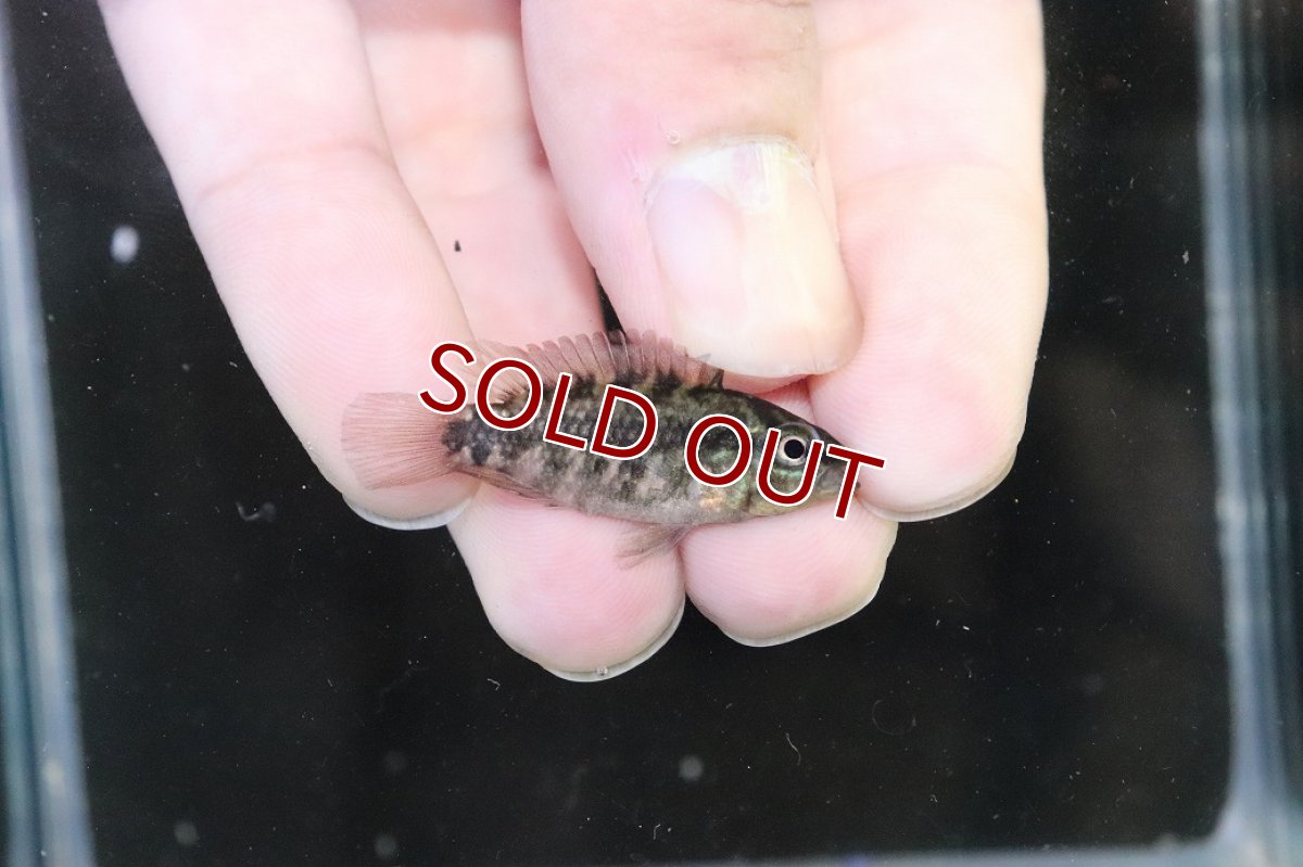 画像3: 【淡水魚】【通販】No4 アピストグラマ グランデリーギガス【１ペア 個体販売】(アピストグラマ)(生体)(熱帯魚)NKAP (3)