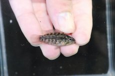 画像3: 【淡水魚】【通販】No4 アピストグラマ グランデリーギガス【１ペア 個体販売】(アピストグラマ)(生体)(熱帯魚)NKAP (3)