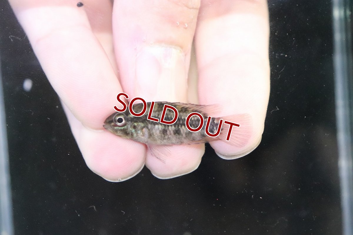 画像4: 【淡水魚】【通販】No4 アピストグラマ グランデリーギガス【１ペア 個体販売】(アピストグラマ)(生体)(熱帯魚)NKAP (4)