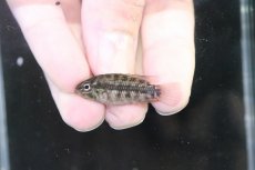 画像4: 【淡水魚】【通販】No4 アピストグラマ グランデリーギガス【１ペア 個体販売】(アピストグラマ)(生体)(熱帯魚)NKAP (4)