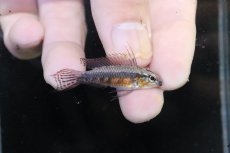 画像1: 【淡水魚】【通販】頬腹赤 No1 アピストグラマ エリザベサエ スーパーレッド【１ペア 個体販売】(アピストグラマ)(生体)(熱帯魚)NKAP (1)