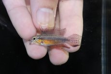 画像2: 【淡水魚】【通販】頬腹赤 No1 アピストグラマ エリザベサエ スーパーレッド【１ペア 個体販売】(アピストグラマ)(生体)(熱帯魚)NKAP (2)