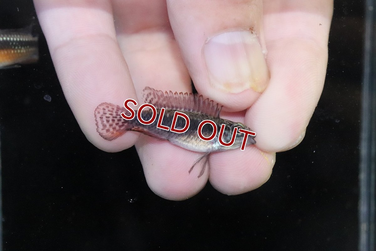 画像3: 【淡水魚】【通販】頬腹赤 No1 アピストグラマ エリザベサエ スーパーレッド【１ペア 個体販売】(アピストグラマ)(生体)(熱帯魚)NKAP (3)