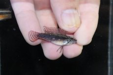 画像3: 【淡水魚】【通販】頬腹赤 No1 アピストグラマ エリザベサエ スーパーレッド【１ペア 個体販売】(アピストグラマ)(生体)(熱帯魚)NKAP (3)
