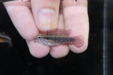 画像4: 【淡水魚】【通販】頬腹赤 No1 アピストグラマ エリザベサエ スーパーレッド【１ペア 個体販売】(アピストグラマ)(生体)(熱帯魚)NKAP (4)