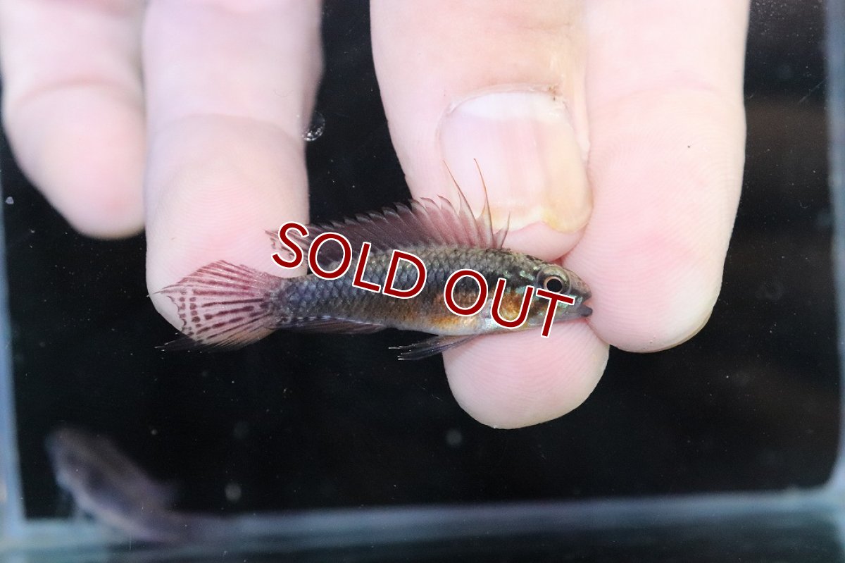 画像1: 【淡水魚】【通販】頬腹赤 No2 アピストグラマ エリザベサエ スーパーレッド【１ペア 個体販売】(アピストグラマ)(生体)(熱帯魚)NKAP (1)