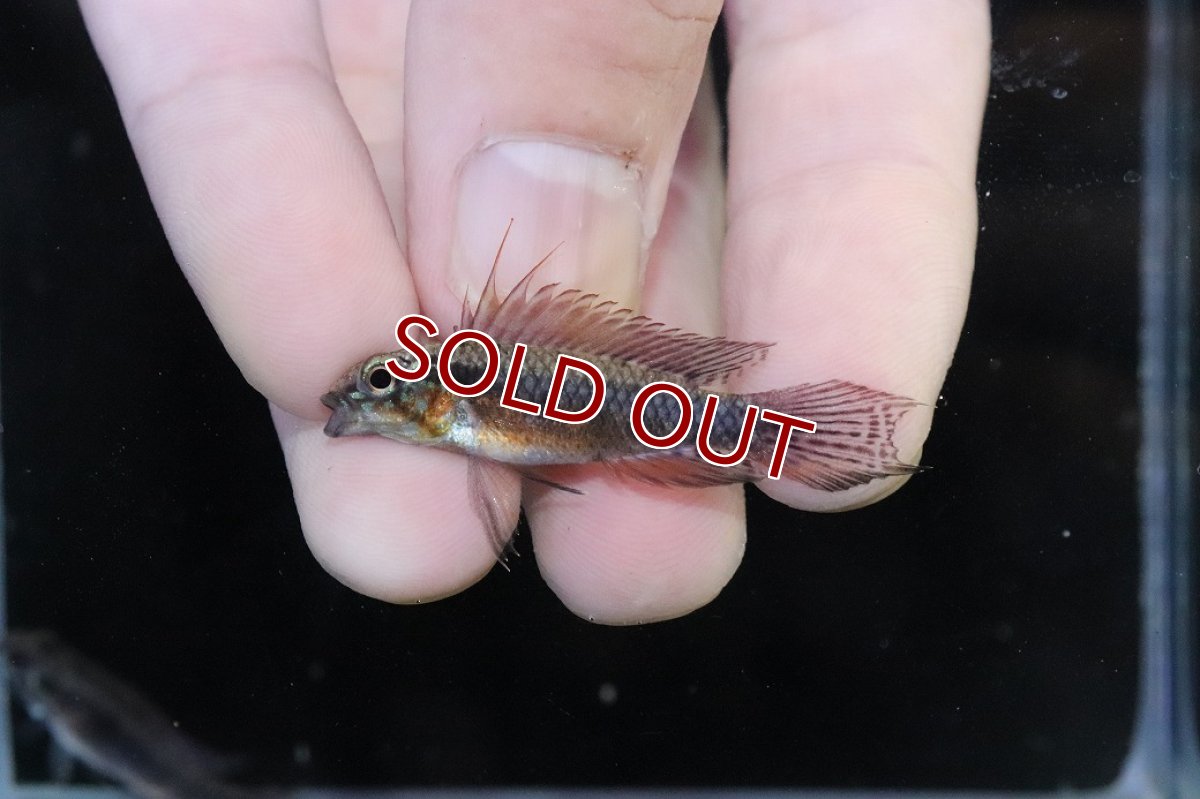 画像2: 【淡水魚】【通販】頬腹赤 No2 アピストグラマ エリザベサエ スーパーレッド【１ペア 個体販売】(アピストグラマ)(生体)(熱帯魚)NKAP (2)