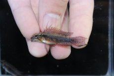 画像2: 【淡水魚】【通販】頬腹赤 No2 アピストグラマ エリザベサエ スーパーレッド【１ペア 個体販売】(アピストグラマ)(生体)(熱帯魚)NKAP (2)