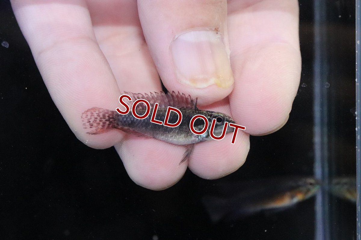 画像3: 【淡水魚】【通販】頬腹赤 No2 アピストグラマ エリザベサエ スーパーレッド【１ペア 個体販売】(アピストグラマ)(生体)(熱帯魚)NKAP (3)