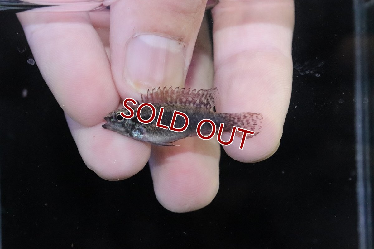 画像4: 【淡水魚】【通販】頬腹赤 No2 アピストグラマ エリザベサエ スーパーレッド【１ペア 個体販売】(アピストグラマ)(生体)(熱帯魚)NKAP (4)