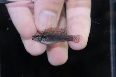 画像4: 【淡水魚】【通販】頬腹赤 No2 アピストグラマ エリザベサエ スーパーレッド【１ペア 個体販売】(アピストグラマ)(生体)(熱帯魚)NKAP (4)