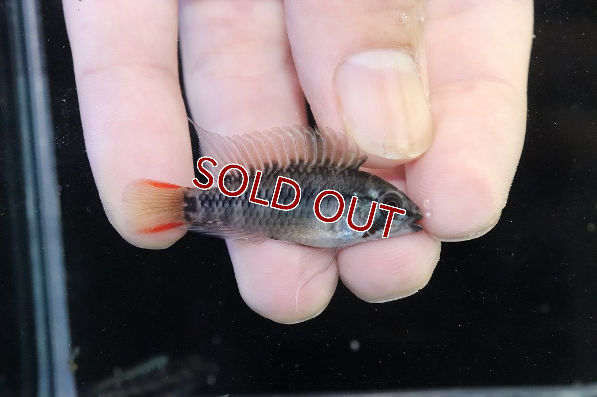 画像1: 【淡水魚】【通販】アピストグラマ D28 ビエジタ F-1【１ペア 個体販売】(アピストグラマ)(生体)(熱帯魚)NKAP (1)