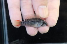 画像1: 【淡水魚】【通販】アピストグラマ D28 ビエジタ F-1【１ペア 個体販売】(アピストグラマ)(生体)(熱帯魚)NKAP (1)