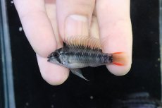 画像2: 【淡水魚】【通販】アピストグラマ D28 ビエジタ F-1【１ペア 個体販売】(アピストグラマ)(生体)(熱帯魚)NKAP (2)