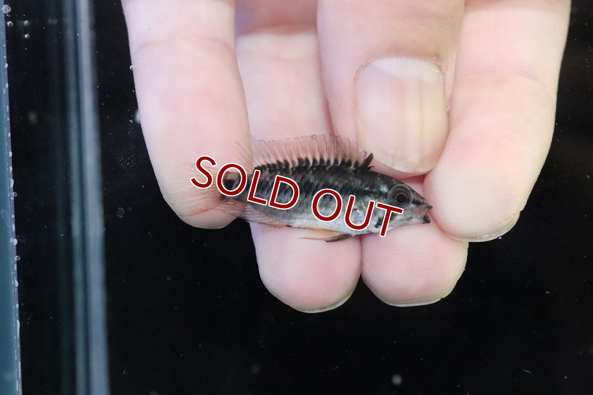 画像3: 【淡水魚】【通販】アピストグラマ D28 ビエジタ F-1【１ペア 個体販売】(アピストグラマ)(生体)(熱帯魚)NKAP (3)