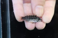 画像3: 【淡水魚】【通販】アピストグラマ D28 ビエジタ F-1【１ペア 個体販売】(アピストグラマ)(生体)(熱帯魚)NKAP (3)