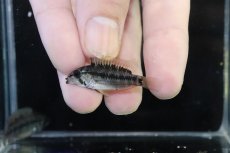 画像4: 【淡水魚】【通販】アピストグラマ D28 ビエジタ F-1【１ペア 個体販売】(アピストグラマ)(生体)(熱帯魚)NKAP (4)