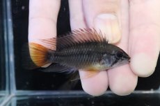 画像1: 【淡水魚】【通販】アピストグラマ ヴィエジタ リアル プエルトガイタン【１ペア 個体販売】(アピストグラマ)(生体)(熱帯魚)NKAP (1)