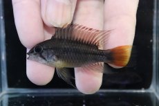 画像2: 【淡水魚】【通販】アピストグラマ ヴィエジタ リアル プエルトガイタン【１ペア 個体販売】(アピストグラマ)(生体)(熱帯魚)NKAP (2)