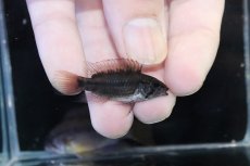 画像3: 【淡水魚】【通販】アピストグラマ ヴィエジタ リアル プエルトガイタン【１ペア 個体販売】(アピストグラマ)(生体)(熱帯魚)NKAP (3)