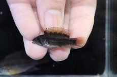 画像4: 【淡水魚】【通販】アピストグラマ ヴィエジタ リアル プエルトガイタン【１ペア 個体販売】(アピストグラマ)(生体)(熱帯魚)NKAP (4)