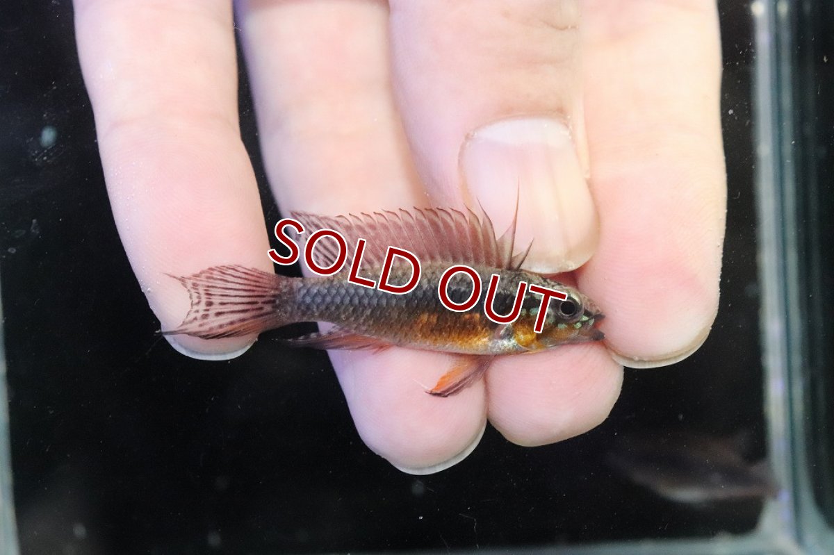 画像1: 【淡水魚】【通販】赤強 アピストグラマ エリザベサエ スーパーレッド【１ペア 個体販売】(アピストグラマ)(生体)(熱帯魚)NKAP (1)