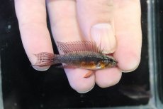 画像1: 【ウィンターセール 10％OFF対象商品】【淡水魚】【通販】赤強 アピストグラマ エリザベサエ スーパーレッド【１ペア 個体販売】(アピストグラマ)(生体)(熱帯魚)NKAP (1)