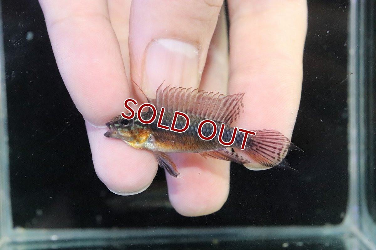 画像2: 【淡水魚】【通販】赤強 アピストグラマ エリザベサエ スーパーレッド【１ペア 個体販売】(アピストグラマ)(生体)(熱帯魚)NKAP (2)