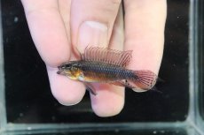 画像2: 【ウィンターセール 10％OFF対象商品】【淡水魚】【通販】赤強 アピストグラマ エリザベサエ スーパーレッド【１ペア 個体販売】(アピストグラマ)(生体)(熱帯魚)NKAP (2)