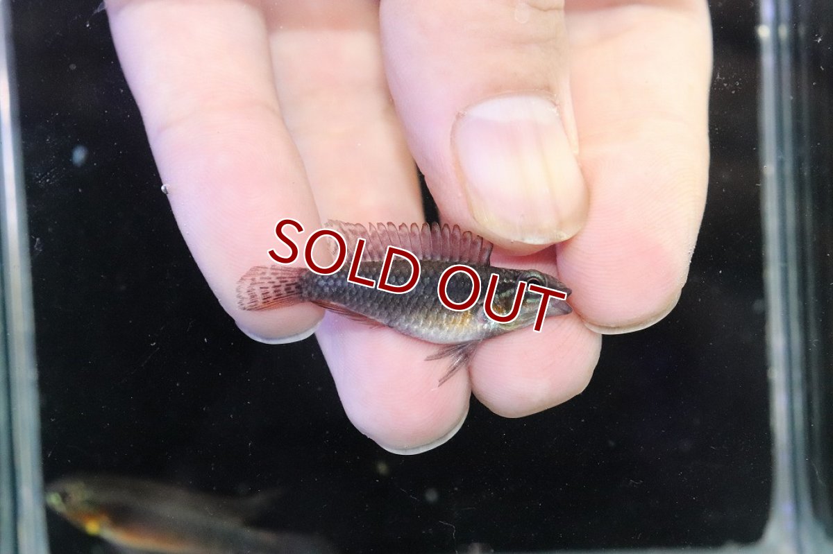 画像3: 【淡水魚】【通販】赤強 アピストグラマ エリザベサエ スーパーレッド【１ペア 個体販売】(アピストグラマ)(生体)(熱帯魚)NKAP (3)