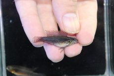 画像3: 【ウィンターセール 10％OFF対象商品】【淡水魚】【通販】赤強 アピストグラマ エリザベサエ スーパーレッド【１ペア 個体販売】(アピストグラマ)(生体)(熱帯魚)NKAP (3)