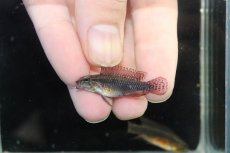 画像4: 【ウィンターセール 10％OFF対象商品】【淡水魚】【通販】赤強 アピストグラマ エリザベサエ スーパーレッド【１ペア 個体販売】(アピストグラマ)(生体)(熱帯魚)NKAP (4)