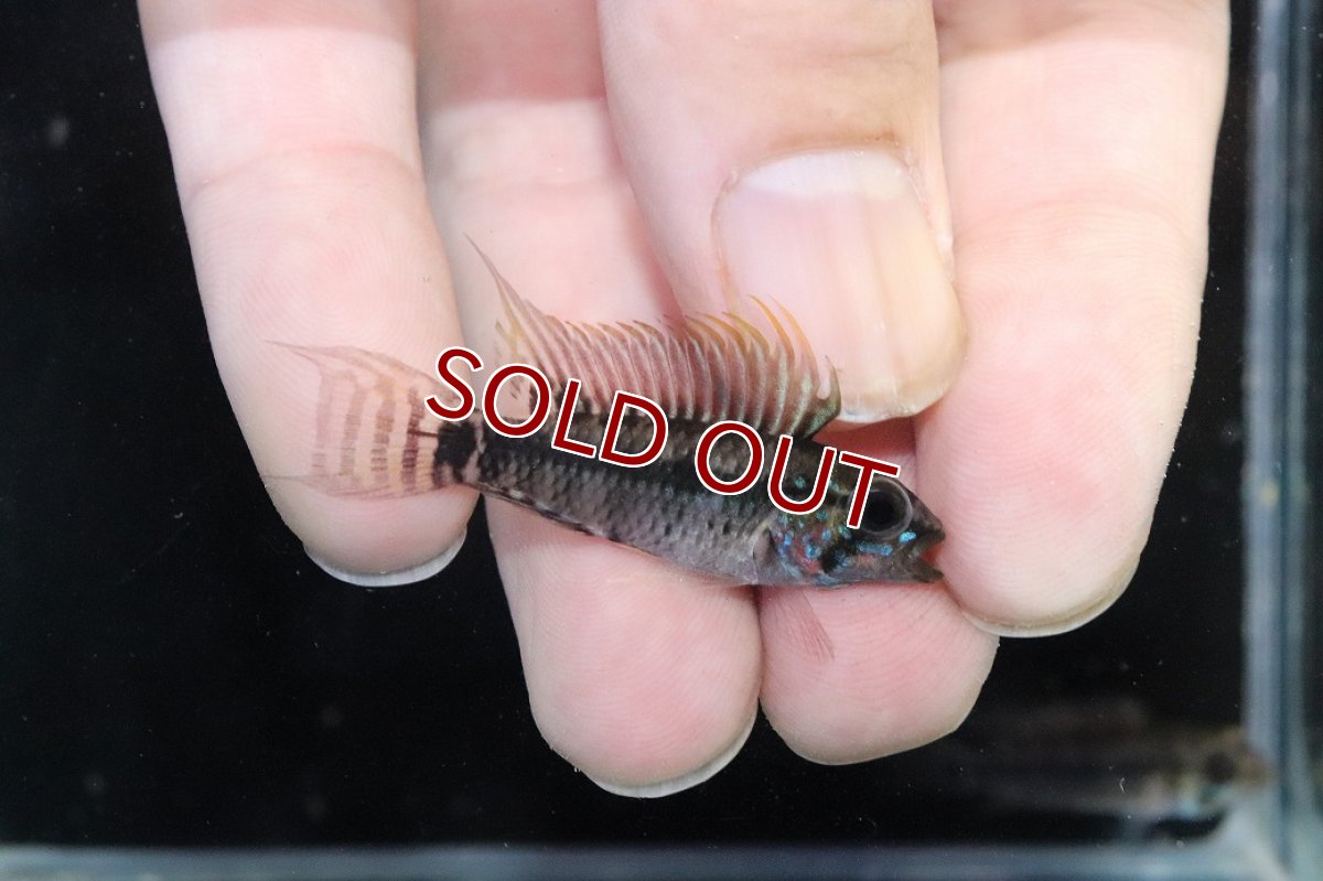 画像1: 【淡水魚】【通販】アピストグラマ D28 ビエジタ F-1【１ペア 個体販売】(アピストグラマ)(生体)(熱帯魚)NKAP (1)