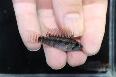 画像1: 【ウィンターセール 10％OFF対象商品】【淡水魚】【通販】アピストグラマ D28 ビエジタ F-1【１ペア 個体販売】(アピストグラマ)(生体)(熱帯魚)NKAP (1)