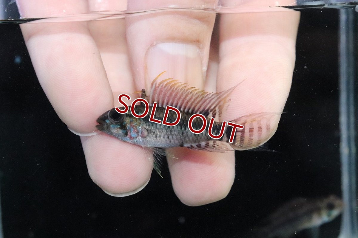 画像2: 【淡水魚】【通販】アピストグラマ D28 ビエジタ F-1【１ペア 個体販売】(アピストグラマ)(生体)(熱帯魚)NKAP (2)